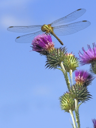 Soñar con libélulas: vuelve a ser joven