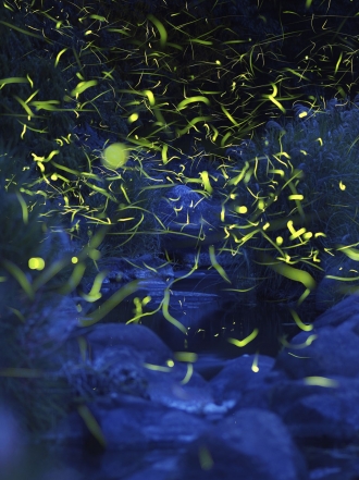 Soñar con luciérnagas: la ayuda que estabas esperando