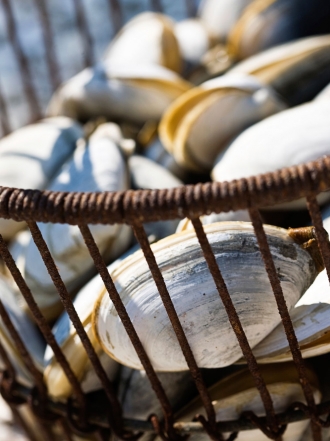 Soñar con almejas: buscando el interior de cada persona