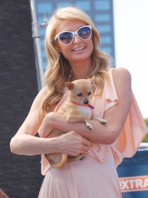 Perros de famosos: Paris Hilton y su amor por los chihuahuas