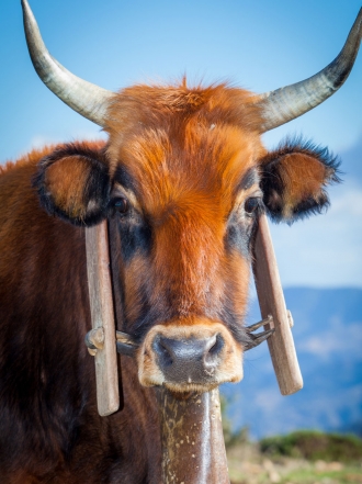 Soñar con bueyes: la fuerza de los sueños