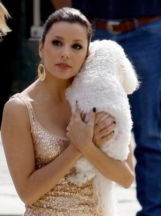 Perros de famosos: Eva Longoria, otra celebrity con un bichón maltés