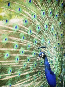 Soñar con pavos reales: la confianza en ti misma