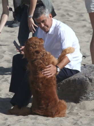 Perros de famosos: Einstein, el Cocker Spaniel de George Clooney