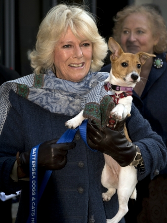Perros de famosos: los Jack Russell Terrier de Camilla Parker Bowles