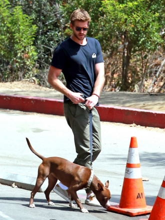 Perros de famosos: la adorable Pitbull de Liam Hemsworth