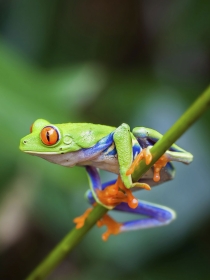 La buena suerte de soñar con ranas