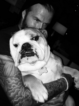 Perros de famosos: el Cocker Spaniel y Bulldog inglés de los Beckham