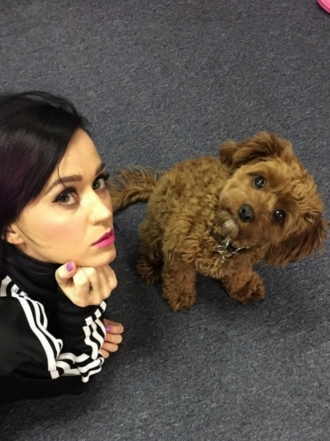 Perros de famosos: Butters, el lindo Covapoo de Katy Perry