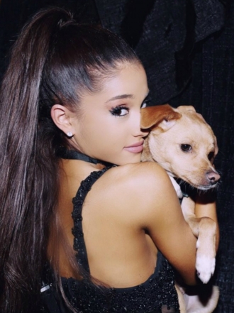 Perros de famosos: Toulouse, el Beagle-Chihuahua de Ariana Grande