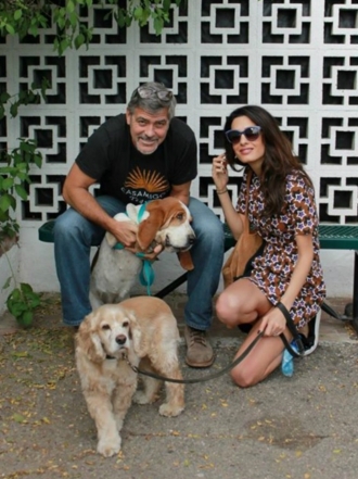 Perros de famosos: Millie, la Basset Hound de George y Amal Clooney