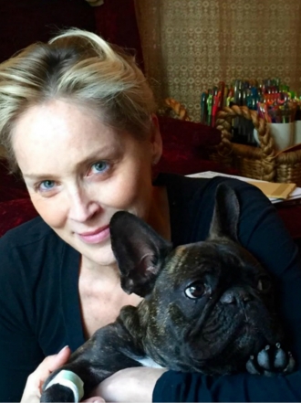 Perros de famosos: Joe, el Bulldog francés de Sharon Stone