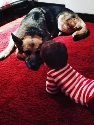 Perros de famosos: la pastor alemán de Xenia Tostado y Rodolfo Sancho