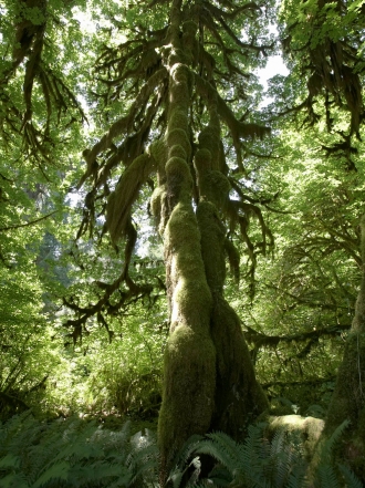 Sueños en la selva: tu lado más salvaje