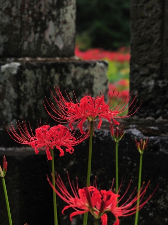 Soñar con una sepultura: entierra tus malos presagios