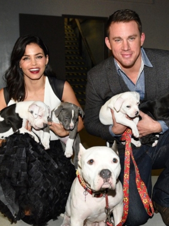 Perros de famosos: Meeka, Lulu, Channing Tatum y Jenna Dewan Tatum