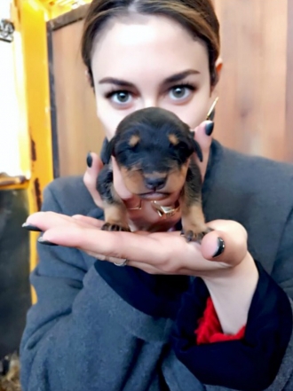 Perros de famosos: Carmen, el nuevo amor de Pistacho y Blanca Suárez