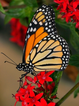 Soñar con mariposas: atrévete a transformarte