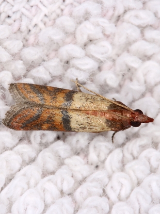 El significado de soñar con polillas: ¿qué temes perder?