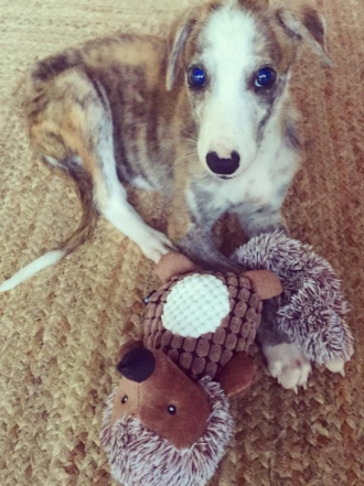 Perros de famosos: Pluto, el galgo en acogida de Jorge Javier Vázquez