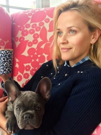 Perros de famosos: el frenchie o bulldog francés de Reese Witherspoon