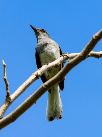 Soñar con urracas: prudencia y astucia en tus sueños