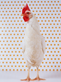 Los diferentes significados de soñar con gallinas