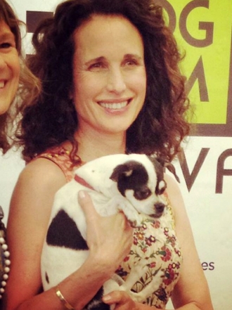 Perros de famosos: Ava, la pequeña mascota de Andie Macdowell