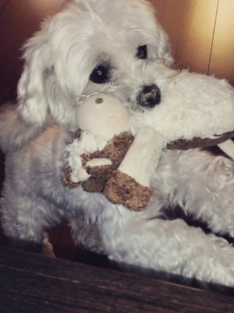 Perros de famosos: Shirly, la preciosa bichón de Chenoa