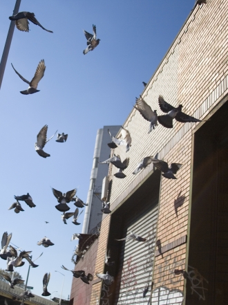 Pesadillas con palomas: sueños de tu tranquilidad en juego