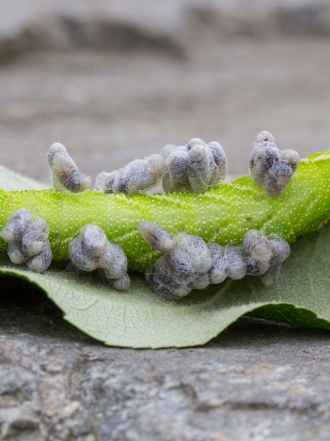 El desagradable significado de los sueños con parásitos