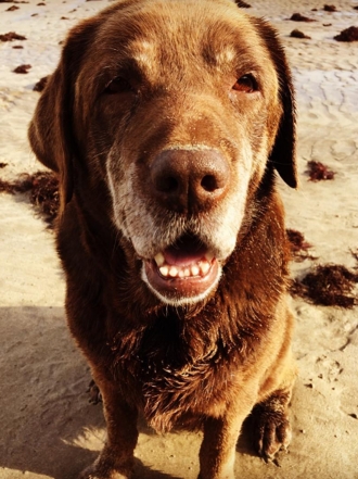 Perros de famosos: Mafalda, la mascota de Amaia Montero