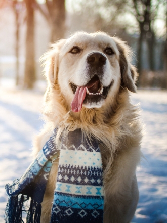 10 nombres de perros inspirados en la naturaleza