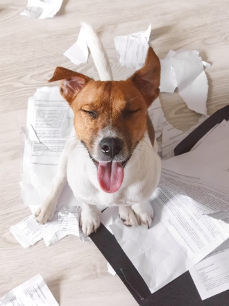 10 nombres para perros ideales para las mascotas más traviesas