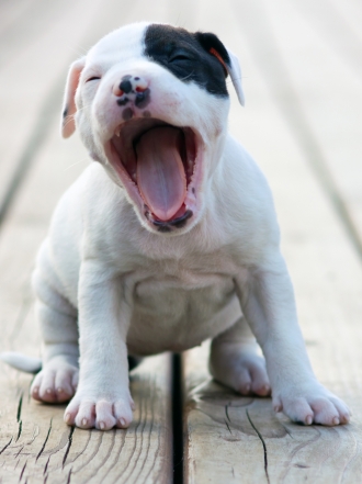 10 nombres largos para los perros más especiales