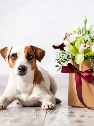 10 nombres de perros inspirados en flores