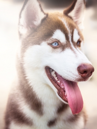 10 nombres de perros inspirados en películas de miedo