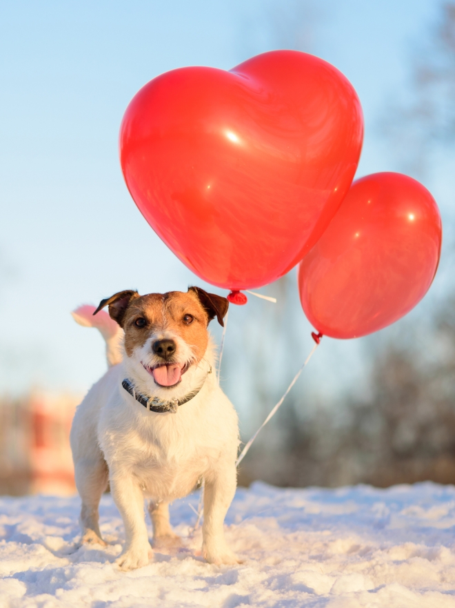 Los mejores nombres de perros inspirados en San Valentín