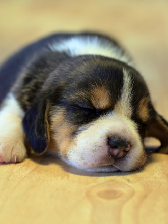 10 nombres para perros ideales para las mascotas más dormilonas