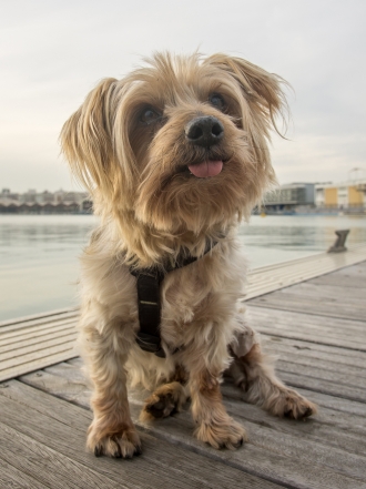 10 nombres de perros inspirados en villanos de películas