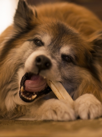 10 nombres de perros ideales para las mascotas más comilonas