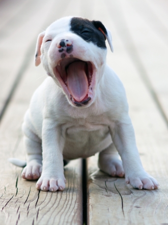 Los 10 mejores nombres para los perros más guapos