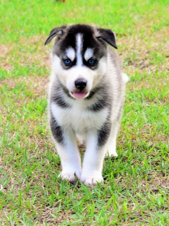 10 nombres de perros inspirados en películas de comedia romántica