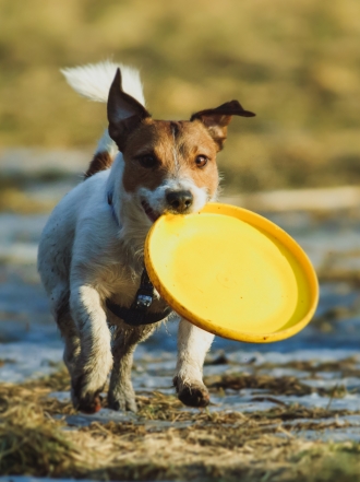 10 nombres de perros inspirados en el deporte