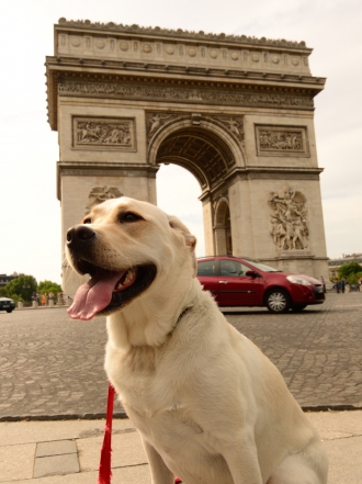 10 nombres de perros inspirados en países europeos
