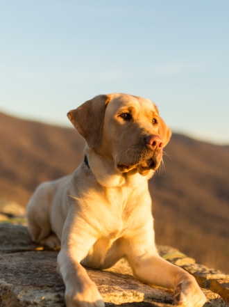 10 nombres de perros inspirados en montañas