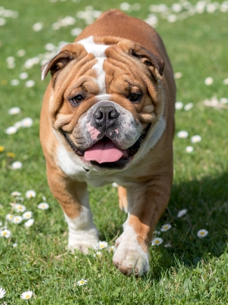 10 nombres de perros inspirados en monumentos de todo el mundo