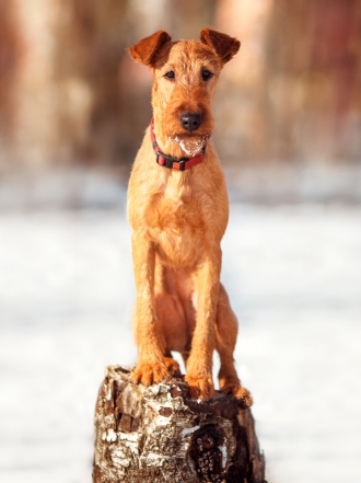 10 nombres ideales para perros de la raza terrier