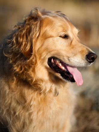 Los 10 mejores nombres para los perros de raza golden retriever