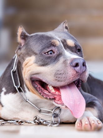 10 nombres para perros pitbull muy divertidos